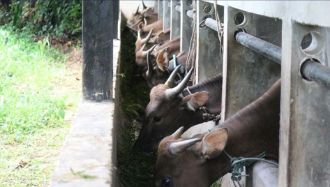 Kandang sapi